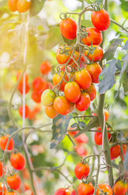 classic green earth tomato Seed(100 per packet)