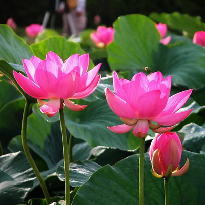 Qualtivate FXL-5AT Lotus/Water Lily Seeds Seed(25 per packet)