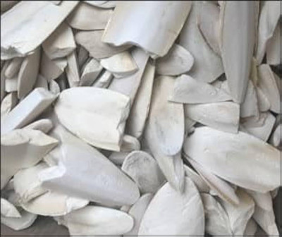 NaturePlanet Samandar Jhag - Sea Foam - Samunder Jhag - Samunder Fan - Samundar Jhaag Seed(50 g)