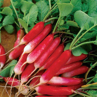 Cloud Farm Radish/Mooli/Muli Vegetable Seed(150 per packet)