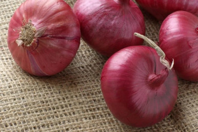 WATIKA Red Onion Seeds - Italian Seed(2000 per packet)