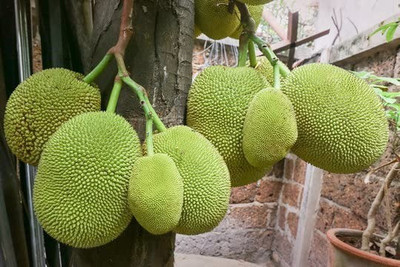 Aro Kiwi Seed(70 per packet)