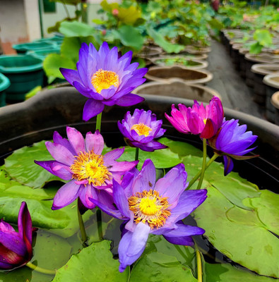 DEYS AGRO ™ kamal seeds,rainbow lotus flower seeds,water lily Seed(27 per packet)
