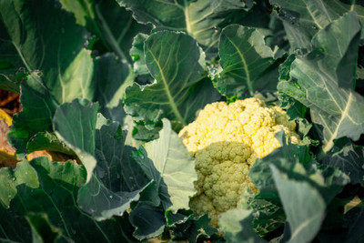 Apni Maati white cauliflower,gobhee seeds Seed(10 per packet)