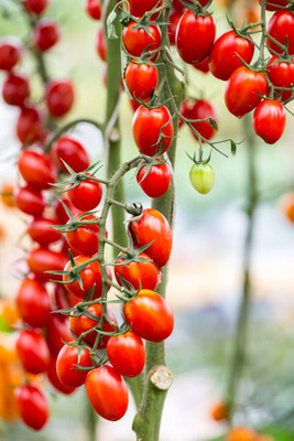 SANGEETS COLLECTION tomato Seed(100 per packet)