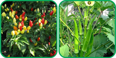 WILLVINE VNR -XI Lady Finger And Ornamental Chilli[25gm, 5000 Seeds] Seed(5000 per packet)