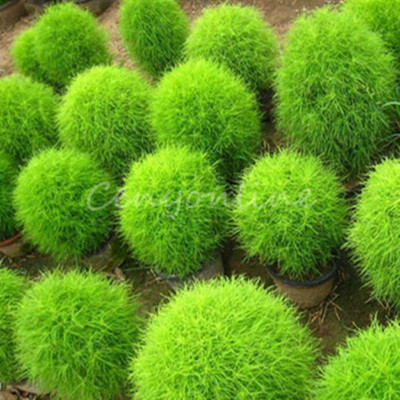 UGRA KOCHIA BURNING BUSH SEEDS Seed(5 per packet)