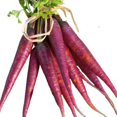 VibeX GBPUT-44 - Cosmic Purple Carrot - (2250 Seeds) Seed(2250 per packet)