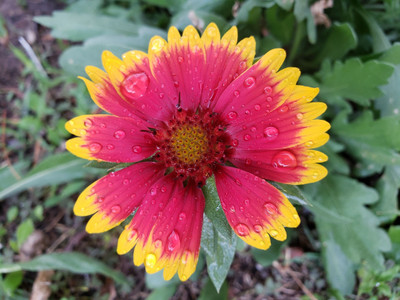Avysa Gaillardia-aristata-Common-Blanket Seed(80 per packet)