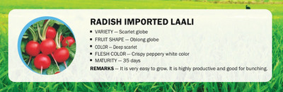 CYBEXIS RADISH IMPORTED LAALI(2500 Seeds) Seed(2500 per packet)