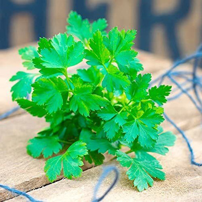 VibeX GBPUT-61 - Parsley - Italian Giant - (2250 Seeds) Seed(2250 per packet)