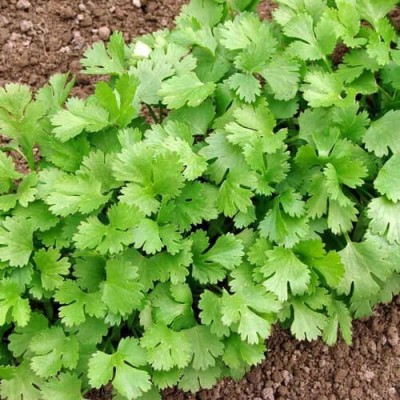 Arshiayat Coriander Dhaniya High Germination Hybrid Vegetable Seed(170 per packet)