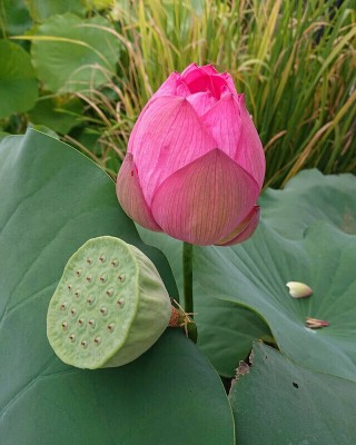 Farmers Choice Beautiful Lotus (Kamal gatta) Flower Hybrid Quality Seed(5 g)