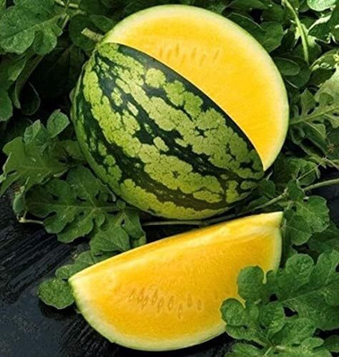 Qualtivate PUAS-7A Yellow Watermelon Seeds Seed(100 per packet)