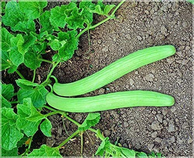 Quentova Armenian Long Cucumber Seeds-VXI-3Y Seed(200 per packet)