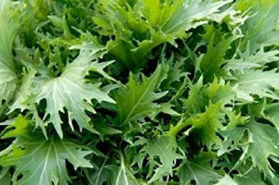 CYBEXIS PUAS-26 - Mustard Mizuna - (2250 Seeds) Seed(2250 per packet)