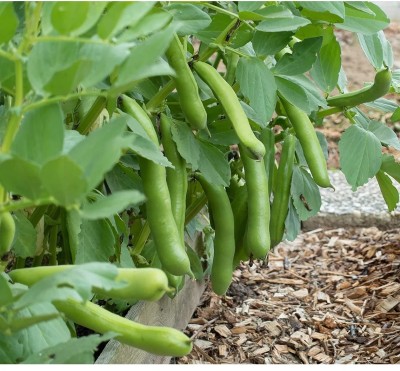 WANCY Broad Bean Organic Seed(25 per packet)