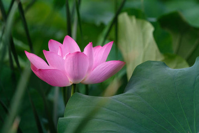Nbtools lotus,kamal gatta Seed(11 per packet)
