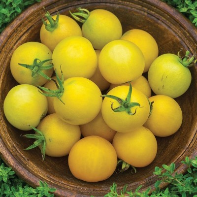 VibeX ATS-84 - Yellow Slicing Tomato - (1350 Seeds) Seed(1350 per packet)