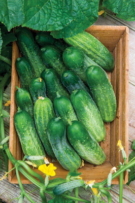 Qualtivate RES-8A Picklebush Pickling Cucumber Seeds Seed(300 per packet)