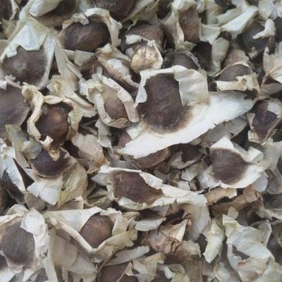 CYBEXIS LXI-73 - Moringa Drumstick(Saijan ki Phalli) PKM1 - (150 Seeds) Seed(150 per packet)