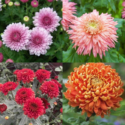 ibains All chrysanthemum flower seeds 24 Seed(24 per packet)