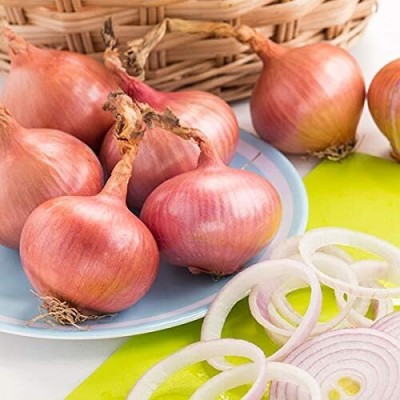 KNESSiN Onion Isobel Rose Quality Kings-{1200 Seeds} Seed(1200 per packet)