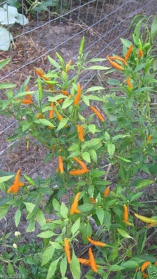 Qualtivate GBPT-4A ORANGE THAI Chilli/Chilli PEPPER Very rare Seed(300 per packet)