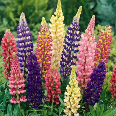 Epazo Lupin Mix Dwarf Flower Seed(12 per packet)