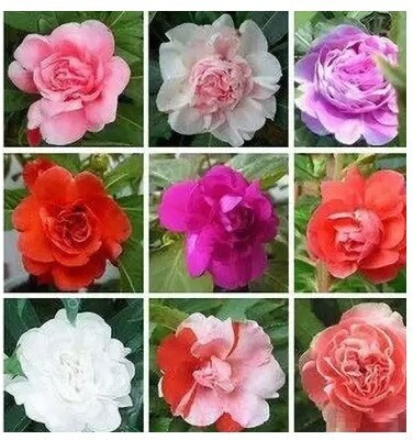 SUAA Balsam Flower Seed for Home Garden Seed(69 per packet)