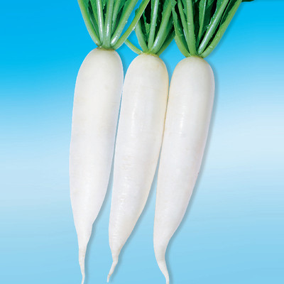 NONGWOO KTX 726 F1 Hybrid Radish Seed(100 g)