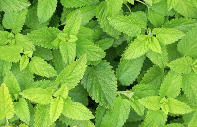 CEZIUS LEMON BALM HERB PLANT Seed(50 per packet)