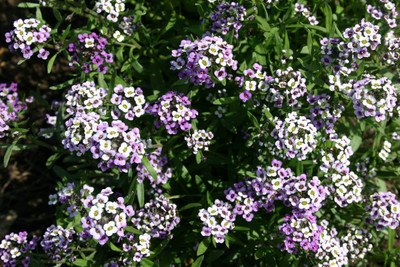 VINGTON Alyssum – Sweet Royal Carpet Seed(50 per packet)