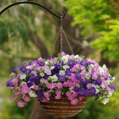 Qualtivate GUA-281 Petunia Shock Wave Spreading Spark Mix Flower Seeds Seed(50 per packet)