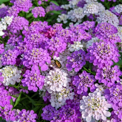 Aywal umbellata Dwarf Fairy Mix - Candytuft Seed(80 per packet)