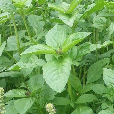 WILLVINE TLX-37 Lemon Basil Seeds Seed(1000 per packet)
