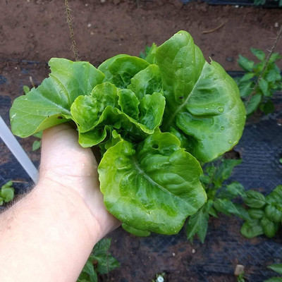 Qualtivate VXI-412 Lettuce Seeds Buttercrunch Butterhead Seed(200 per packet)