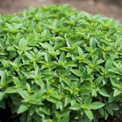 Qualtivate GBPUT-14 Basil Minette Dwarf Fine Bush Seed(1000 per packet)