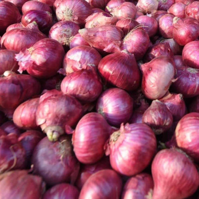 WILLVINE PAU-1184 Onion Red F1 Hybrid Seeds Seed(1000 per packet)