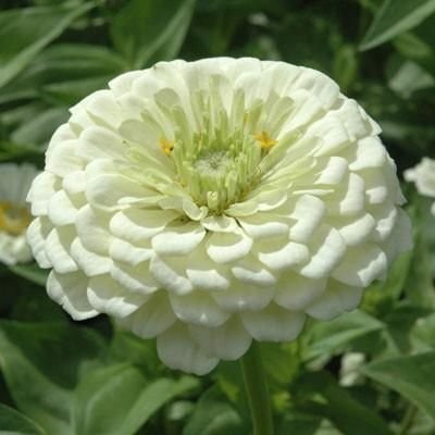 JD AGRO Zinnia double white flower seeds, Flower seeds for home gardening Seed(20 per packet)