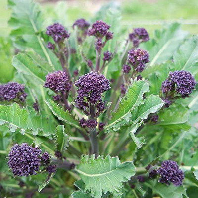 VibeX LX-81 - Purple Sprouting Broccoli - (150 Seeds) Seed(150 per packet)