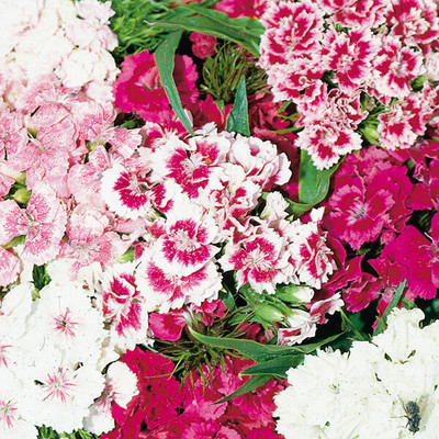 XOLDA Exotic sweet william Seed(12 per packet)