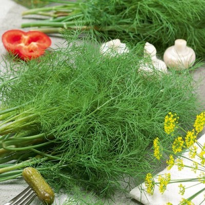 Biosnyg Green Dill Soya Seeds Pack 10gm Seeds Seed(10 g)