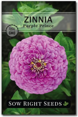 Biosnyg YRS-99 Purple Prince Zinnia Seeds-[200 Seeds] Seed(200 per packet)