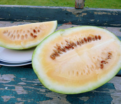 Qualtivate GBPT-4A SIBERIAN WATERMELON Seed(100 per packet)