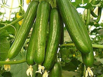 CRGO CUCUMBER , KHEERA Seed(60 per packet)