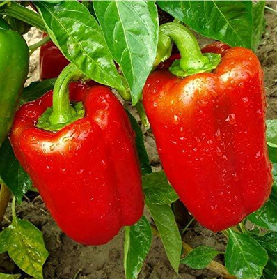 Qualtivate RES-3A Red Capsicum Vegetable Seeds Seed(100 per packet)