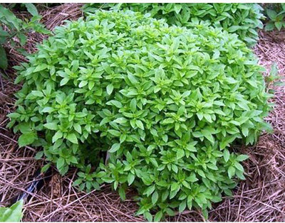 VibeX ® LXI-69 Basil Spicy Globe Bush Seed(1000 per packet)