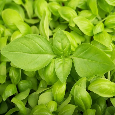 VibeX ® VLR-47 Lemon Basil (Ocimum basillicum citriodorum) Seed(1000 per packet)