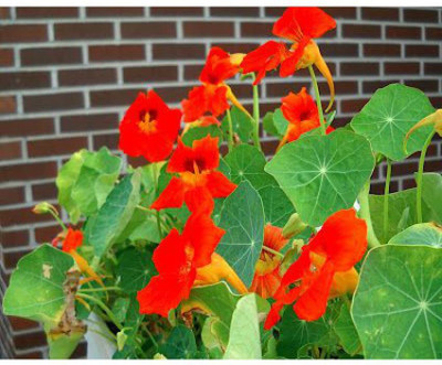 Aywal Nasturtium Dwarf Single Mixed Flower Seed(23 per packet)